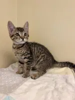 Jack Skellington - Domestic Short Hair