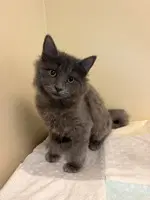 Jewel Finkelstein - Domestic Long Hair