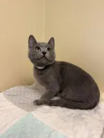 Sally - Domestic Long Hair