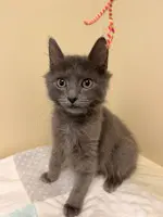 Smokey - Domestic Long Hair
