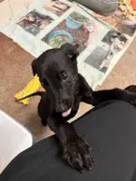 Persephone - Terrier