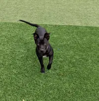 Viola - Pit Bull Terrier