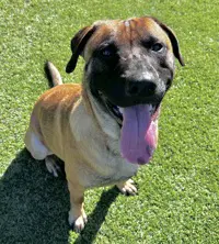 Handsome - Rhodesian Ridgeback