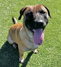 Handsome, Rhodesian Ridgeback / German Shepherd Dog