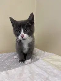 Chip - Domestic Short Hair