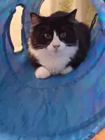 Hocus Pocus - Domestic Medium Hair