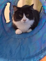 Hocus Pocus, Domestic Medium Hair