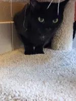 Omen - Domestic Short Hair