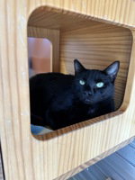 Omen, Domestic Short Hair