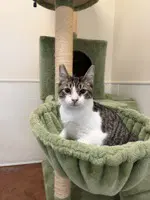 Turkey - Domestic Short Hair