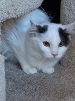 Zuzu, Domestic Medium Hair
