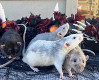 Cookie, Rat