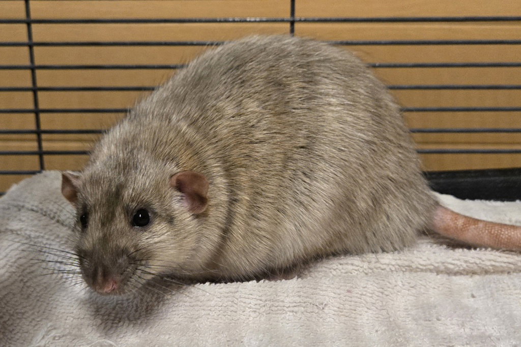 Rusty, photo 2