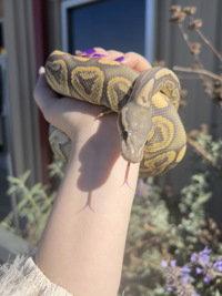 Peso, Ball Python / Ball Python