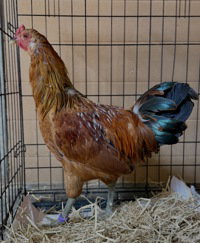 Cluckenstein, Chicken