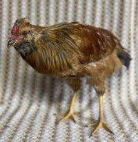 Count Cluckula