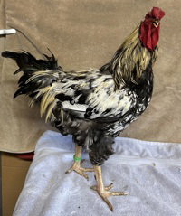 Dock, Chicken