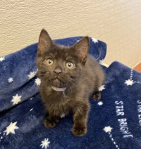 Binx