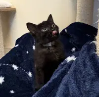 Boo - Domestic Short Hair