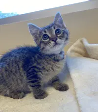 Jinx - Domestic Short Hair