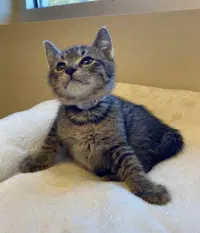 Poe - Domestic Short Hair