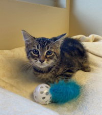 Rue, Domestic Short Hair