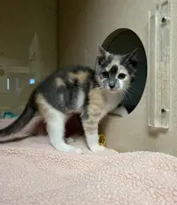 Zipper - Domestic Short Hair