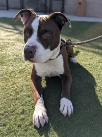 Maui - American Pit Bull Terrier