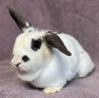 Cass, Bunny Rabbit / Bunny Rabbit