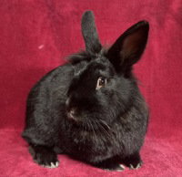 Mistletoe, Bunny Rabbit / Bunny Rabbit