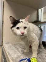 Milk - Domestic Long Hair