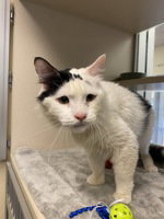 Milk, Domestic Long Hair