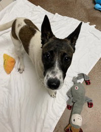 Bindi