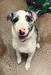 Cosmo, Border Collie