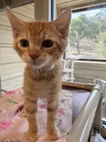 Cody - Domestic Short Hair