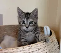 Iris - Domestic Short Hair