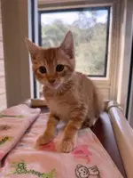 Ken - Domestic Short Hair