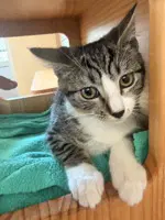 Oscar - Domestic Short Hair
