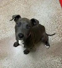 Chica image 1