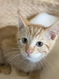 Jugo - Domestic Short Hair