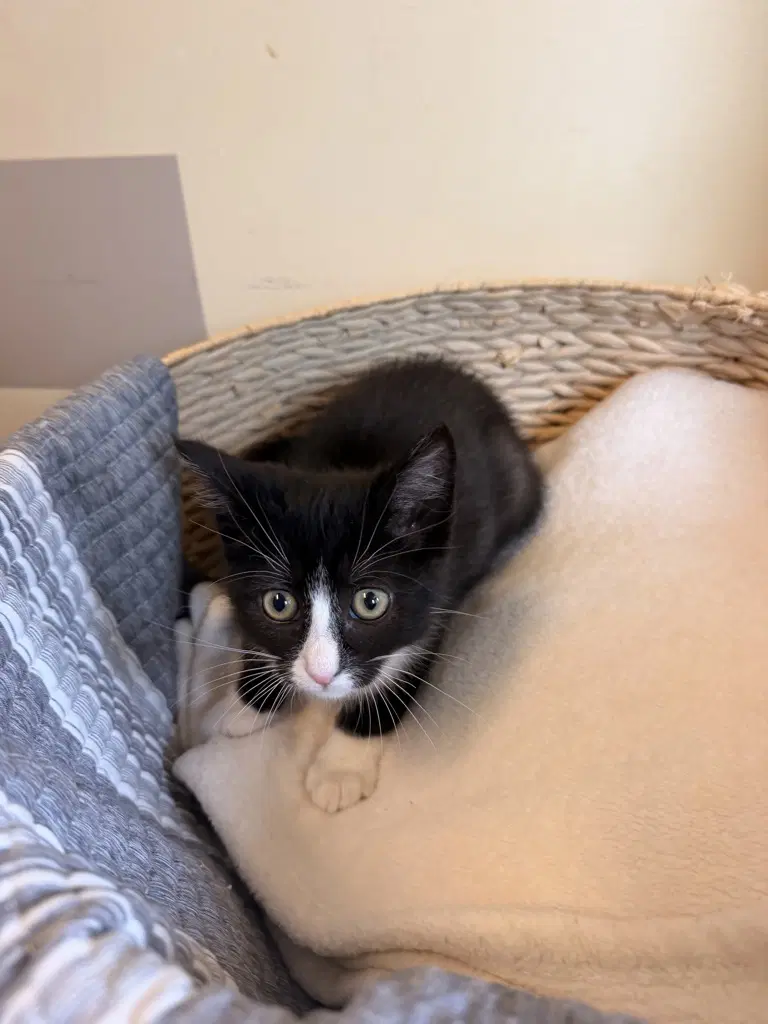 Millie image 2