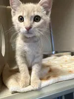 Teddy - Domestic Short Hair
