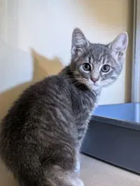 Gabe - Domestic Short Hair