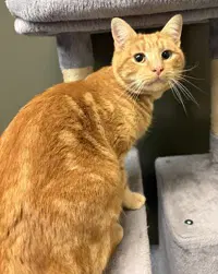 Reginald - Domestic Short Hair