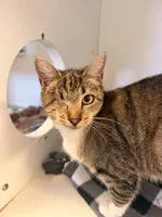 Theia - Domestic Short Hair