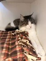 Luna - Domestic Long Hair