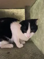 Kit-Kat - Domestic Short Hair