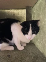 Kit-Kat