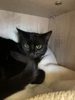 Licorice - Domestic Short Hair