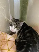 Twix - Domestic Short Hair